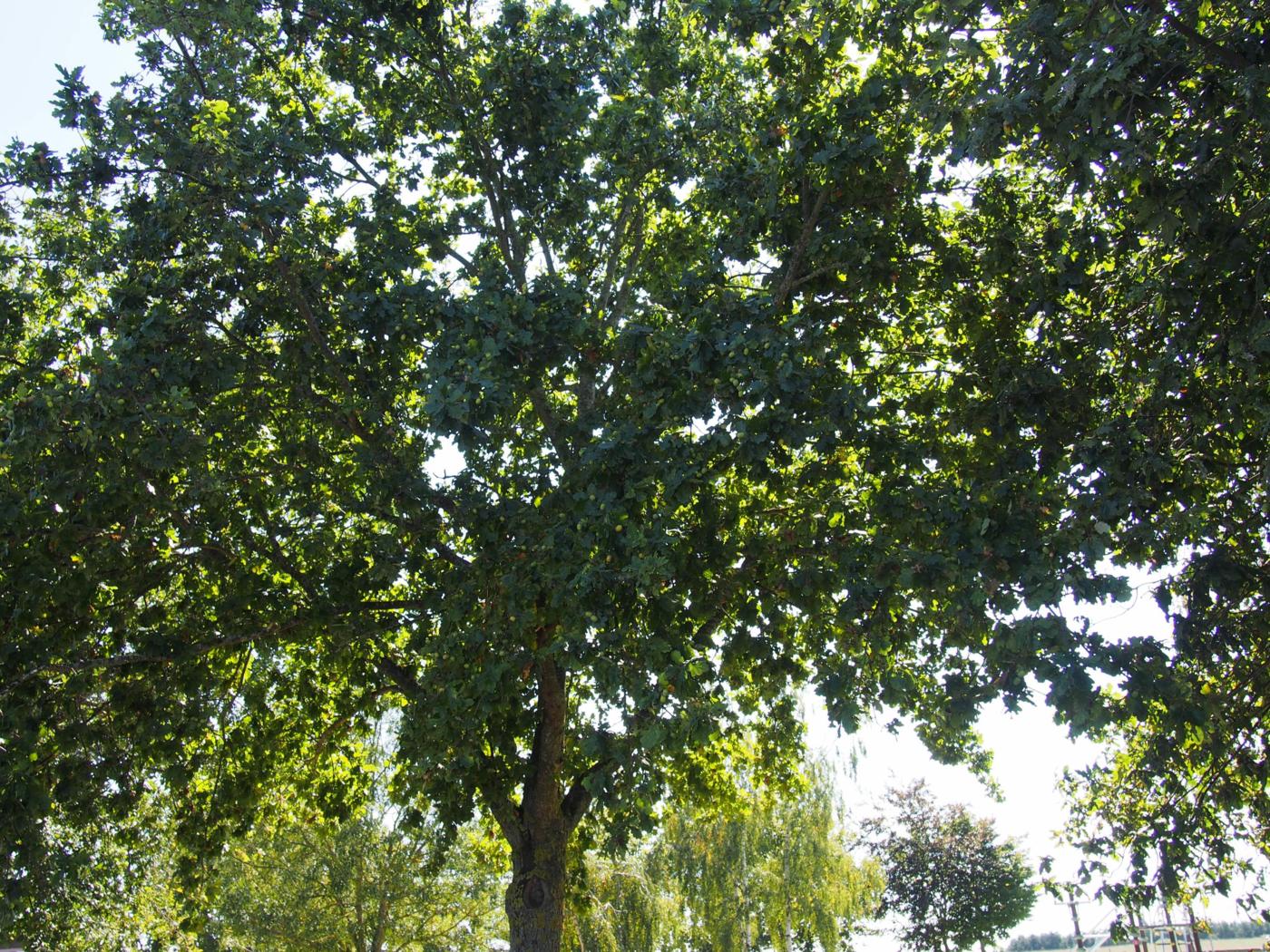 Oak, Pedunculate plant